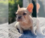 Small Photo #36 French Bulldog Puppy For Sale in BIRMINGHAM, AL, USA