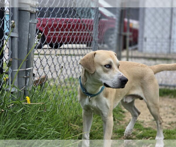 Medium Photo #3 Sheprador Puppy For Sale in Evansville, IN, USA