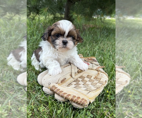 Medium Photo #3 Shih Tzu Puppy For Sale in MIDDLEBURY, IN, USA