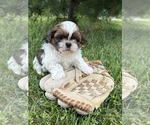Small #2 Shih Tzu