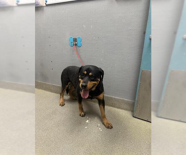 Medium Photo #1 Rottweiler-Unknown Mix Puppy For Sale in Las Vegas, NV, USA