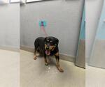 Small Rottweiler Mix