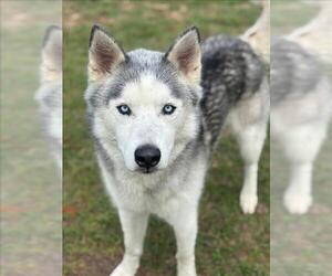 Siberian Husky-Unknown Mix Dogs for adoption in Conroe, TX, USA