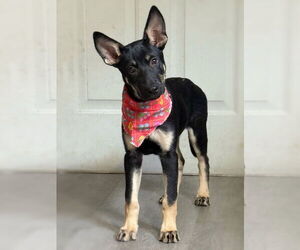 German Shepherd Dog-Unknown Mix Dogs for adoption in San Leon, TX, USA