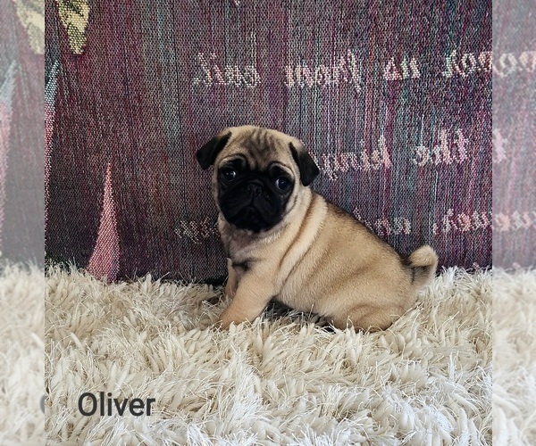 Medium Photo #1 Pug Puppy For Sale in NAPPANEE, IN, USA