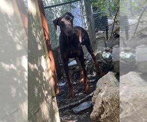 Doberman Pinscher-Unknown Mix Dogs for adoption in San Antonio, TX, USA