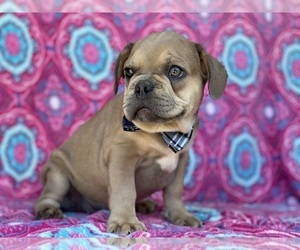 French Bulldog Puppy for sale in LANCASTER, PA, USA