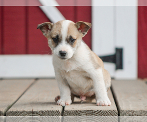 Pembroke Welsh Corgi Puppy for sale in LIBERTY, KY, USA
