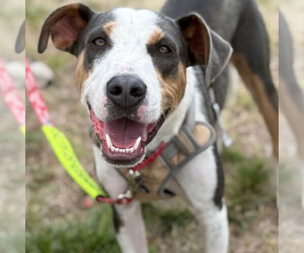 Medium Photo #22 Mutt Puppy For Sale in Canton, CT, USA