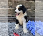 Small Photo #4 Miniature Bernedoodle Puppy For Sale in MC DONOUGH, GA, USA