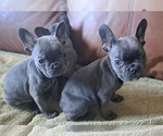 Small Photo #2 French Bulldog Puppy For Sale in GUILFORD, ME, USA