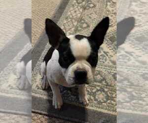 Boston Terrier Puppy for Sale in TRYON, North Carolina USA