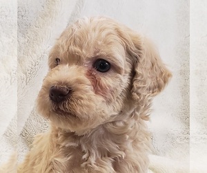 Goldendoodle Puppies For Sale Near Indianapolis Indiana Usa Page 1 10 Per Page Puppyfinder Com