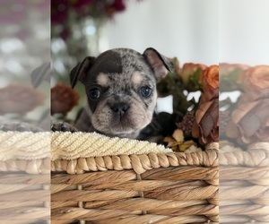 Medium French Bulldog