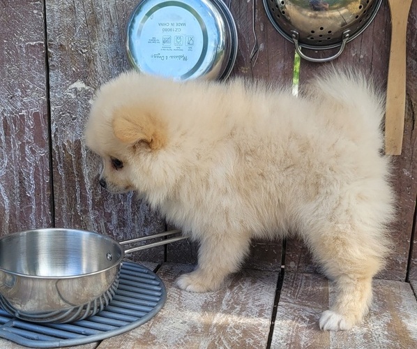 Medium Photo #3 Pomeranian Puppy For Sale in ORRVILLE, OH, USA