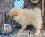 Jesse - Male Pomeranian Puppy for Sale - Photo #3