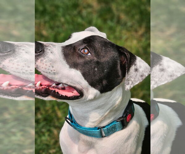 Medium Photo #25 American Pit Bull Terrier Puppy For Sale in Germantown, OH, USA