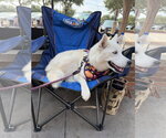 Small Photo #3 Siberian Husky Puppy For Sale in Carrollton, TX, USA
