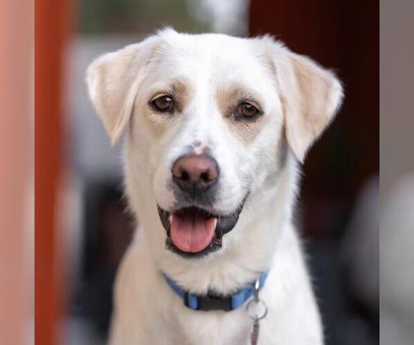 Medium Photo #4 Labrador Retriever-Unknown Mix Puppy For Sale in San Diego, CA, USA