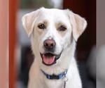 Small #3 Labrador Retriever Mix