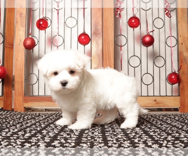 Medium Photo #4 Maltese Puppy For Sale in NAPLES, FL, USA
