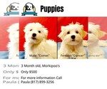 Small Photo #6 Maltipoo Puppy For Sale in AMITY, AR, USA