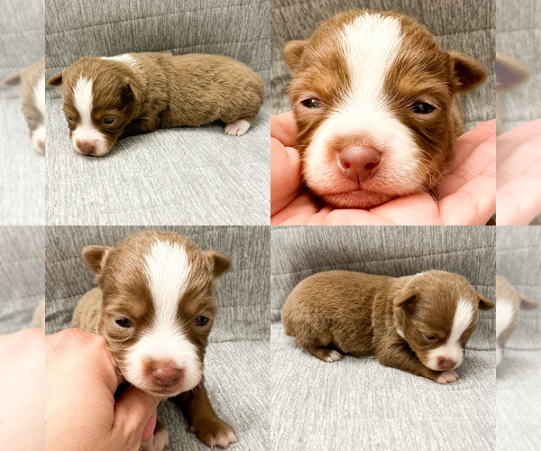 Medium Photo #1 Miniature Australian Shepherd Puppy For Sale in BROOKER, FL, USA