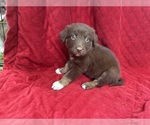 Puppy Reba Borador