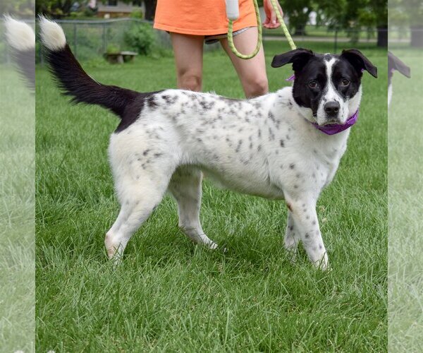 Medium Photo #6 Border Collie-Unknown Mix Puppy For Sale in Huntley, IL, USA