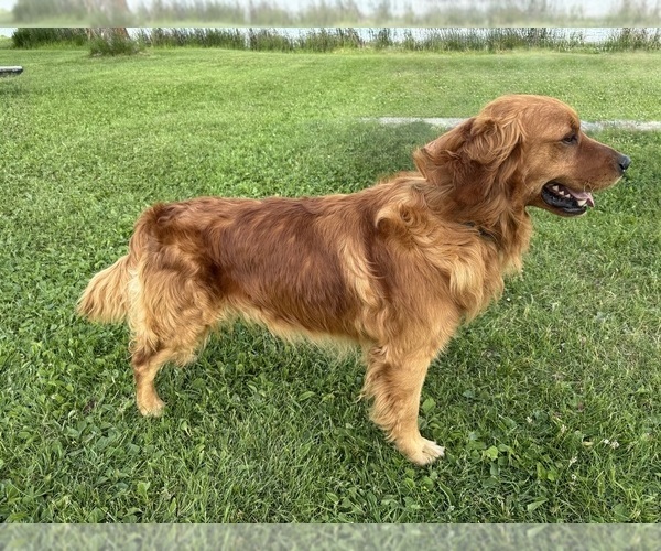 Medium Photo #1 Golden Retriever Puppy For Sale in TONASKET, WA, USA