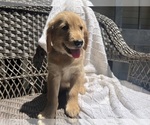 Puppy Buster Golden Retriever