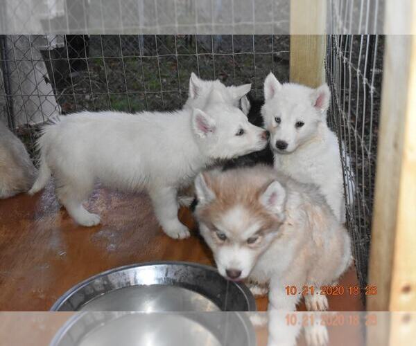 Medium Photo #20 Siberian Husky Puppy For Sale in DINWIDDIE, VA, USA