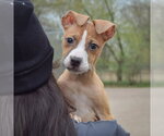 Small #3 Boxer-Bull Terrier Mix