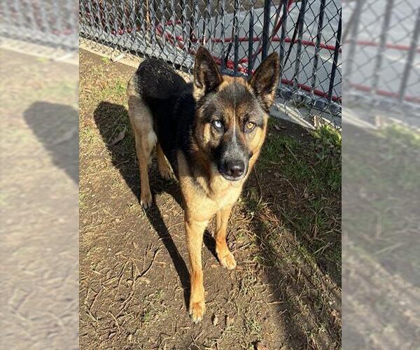 Medium Photo #2 Mutt Puppy For Sale in Riverside, CA, USA