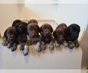 German Shorthaired Pointer Puppy for sale in ERIE, CO, USA