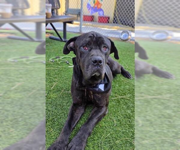 Medium Photo #1 Mastiff Puppy For Sale in Downey, CA, USA