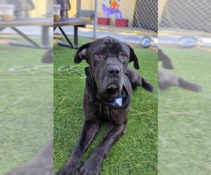 Mastiff Dogs for adoption in Downey, CA, USA
