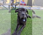 Small Mastiff