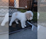 Small Photo #11 Poodle (Standard) Puppy For Sale in MOORES HILL, IN, USA