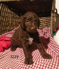 German Shorthaired Pointer-Poodle (Standard) Mix Puppy for sale in SUGARCREEK, OH, USA