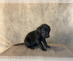 Small #7 Labrador Retriever