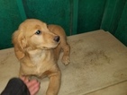 Small Photo #6 Golden Retriever Puppy For Sale in DUVALL, WA, USA