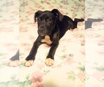 Small American Staffordshire Terrier-Labrador Retriever Mix