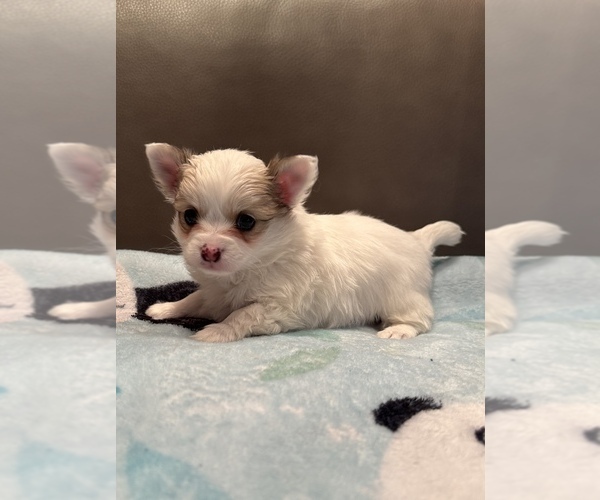 Medium Photo #5 Chihuahua Puppy For Sale in TWINING, MI, USA