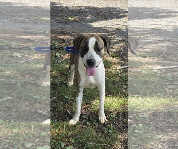Medium Photo #5 Mutt Puppy For Sale in Rustburg, VA, USA