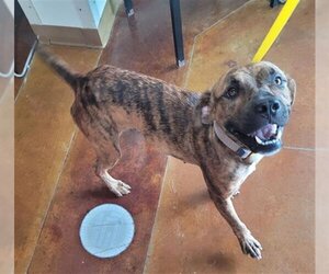 Mutt Dogs for adoption in Texas City, TX, USA