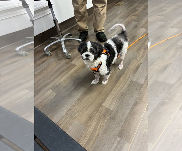 Medium Photo #2 Shih Apso Puppy For Sale in Middlesex, NC, USA