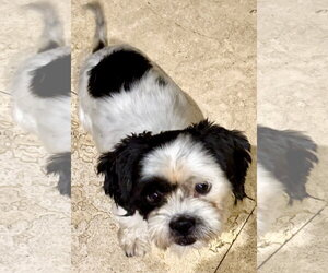 Shih Tzu Dogs for adoption in Boca Raton, FL, USA