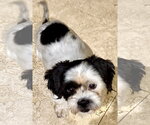 Small Shih Tzu