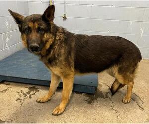 German Shepherd Dog Dogs for adoption in Woodland, CA, USA